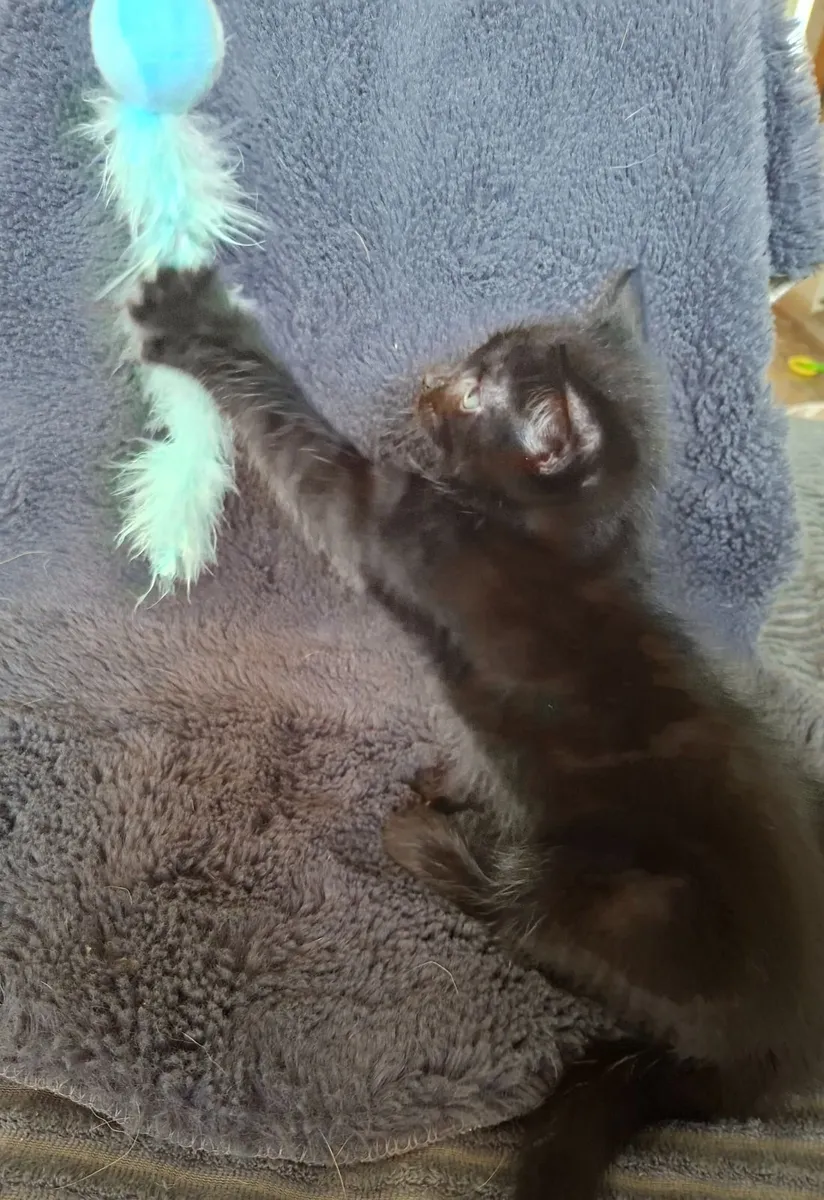 Kittens. - Image 1