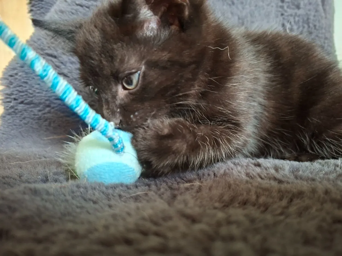 Kittens. - Image 2
