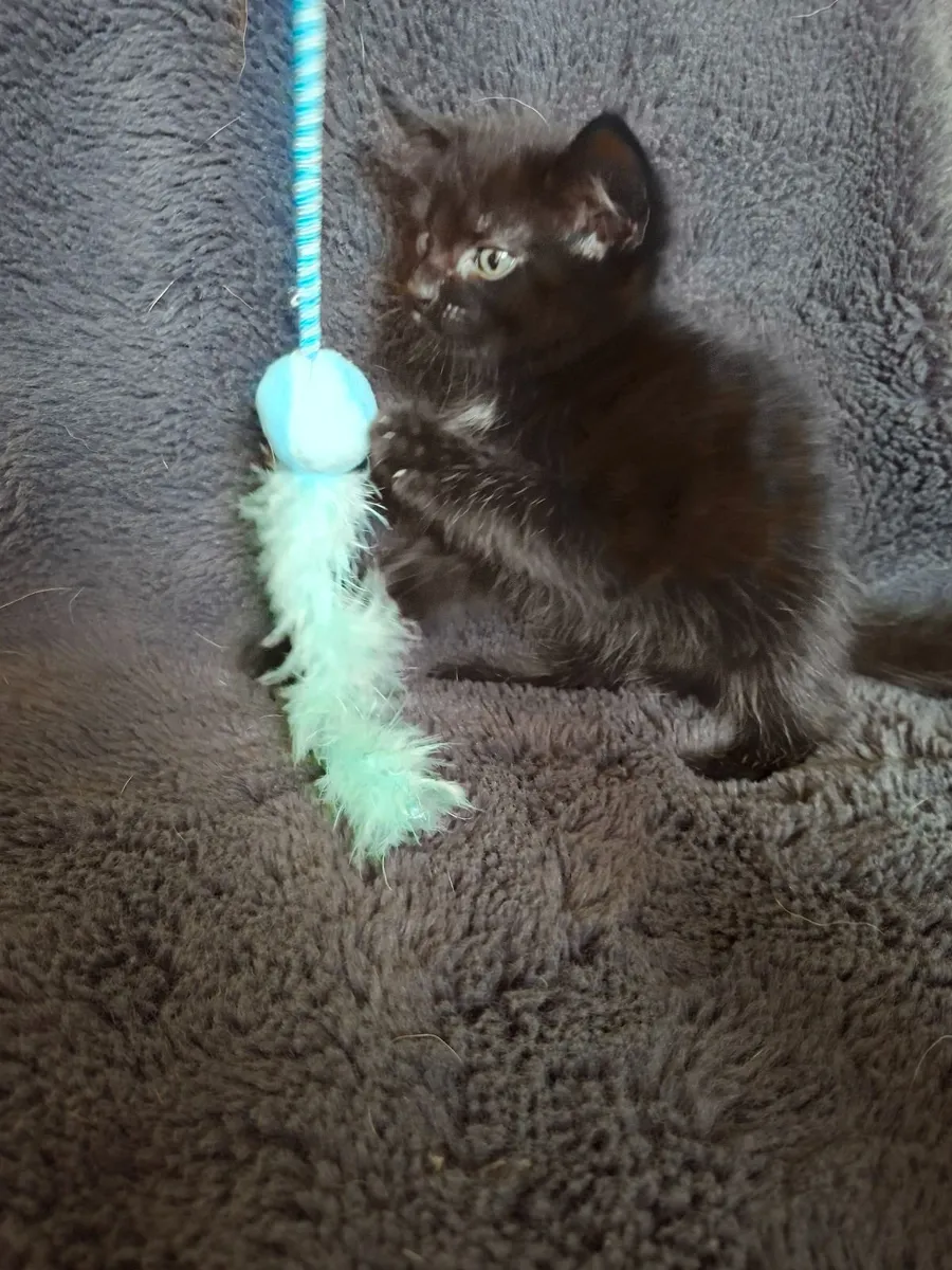 Kittens. - Image 3