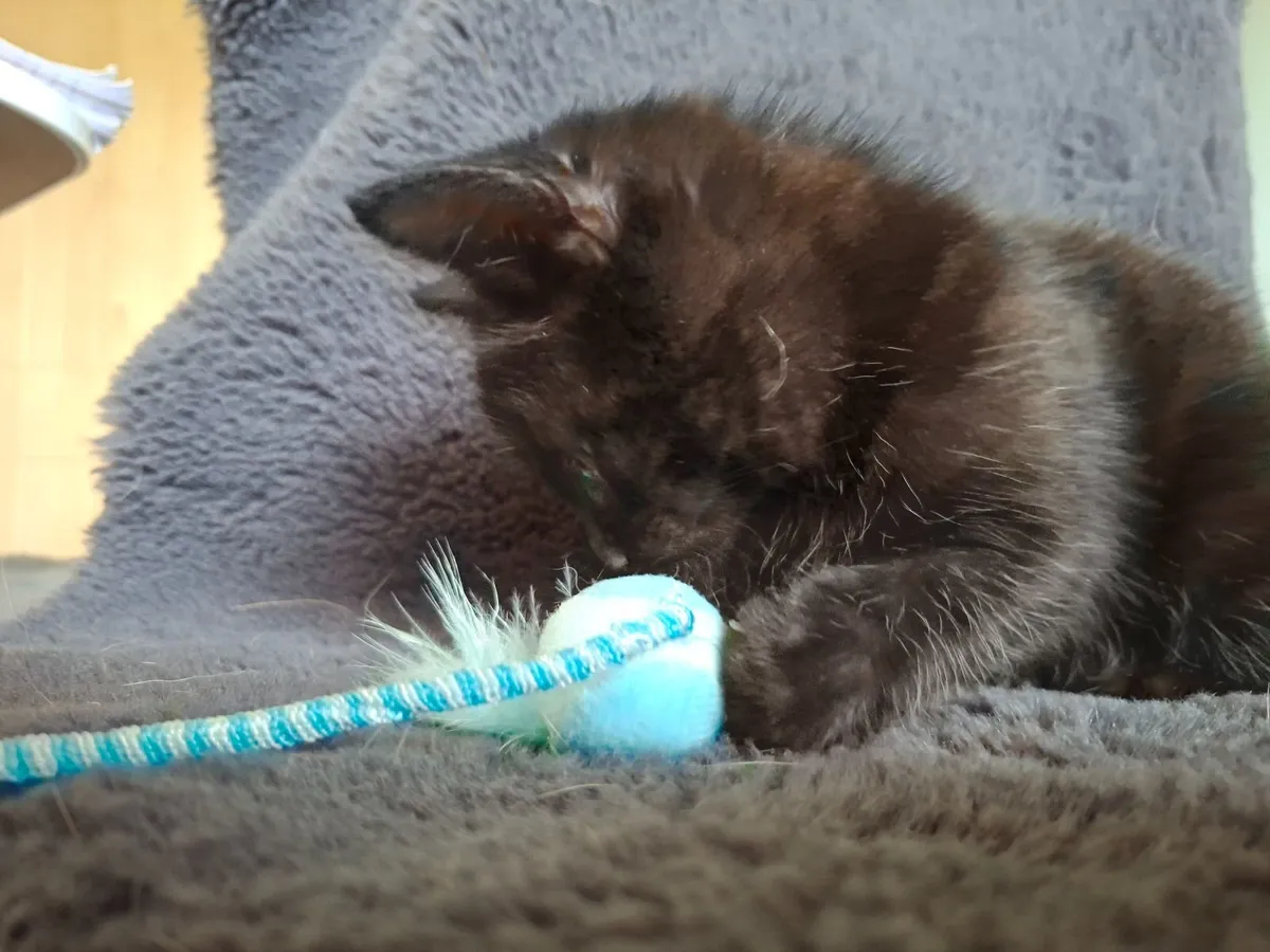Kittens. - Image 4