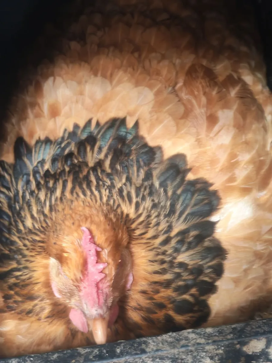 Poultry - Image 2