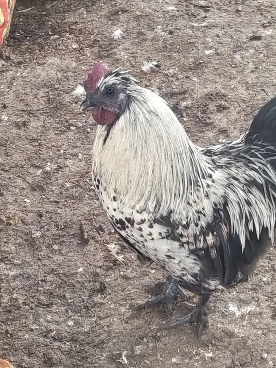 Poultry - Image 3
