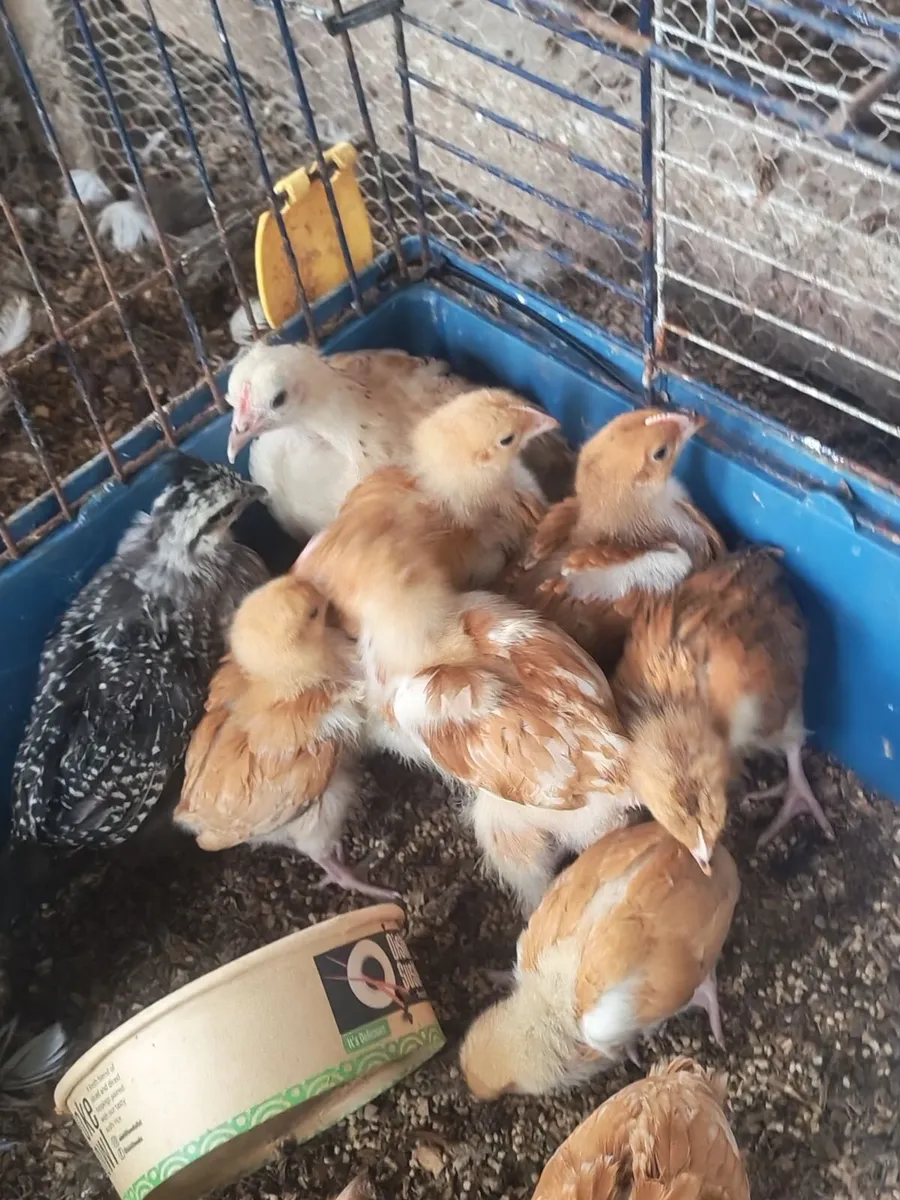 Poultry - Image 4