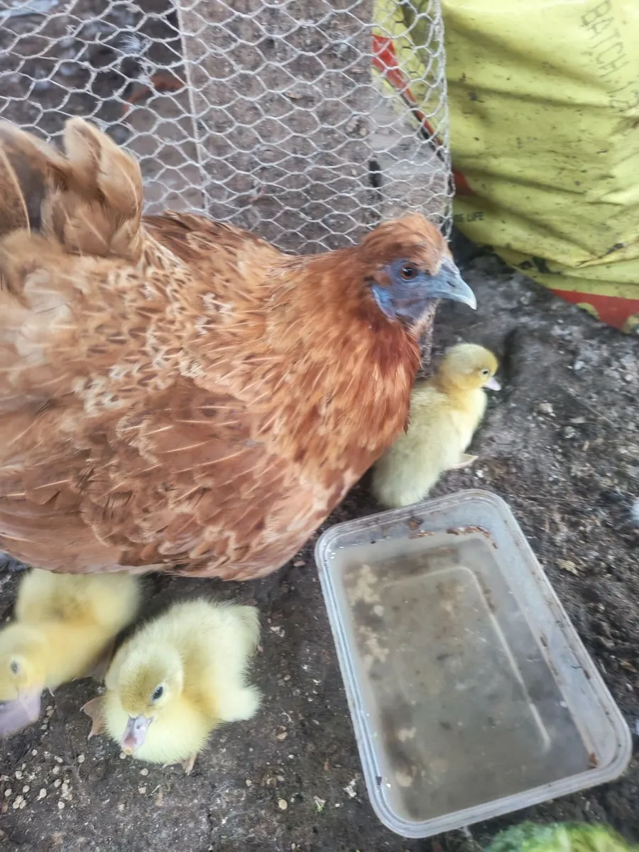 Poultry - Image 1