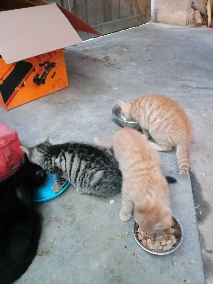 Kittens