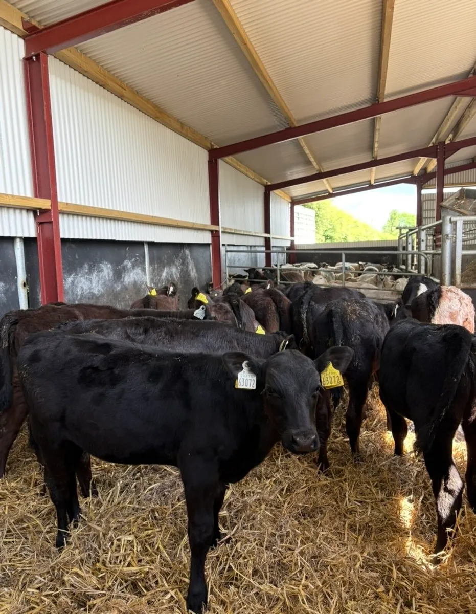 12 smashing 3 month old Angus heifers - Image 1