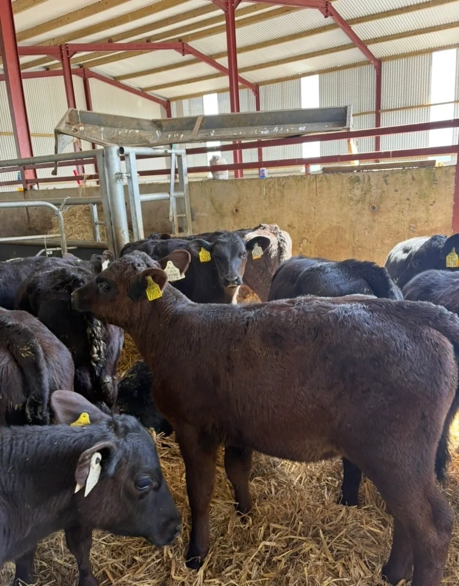 12 smashing 3 month old Angus heifers - Image 2