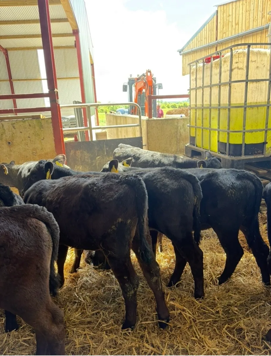 12 smashing 3 month old Angus heifers - Image 3