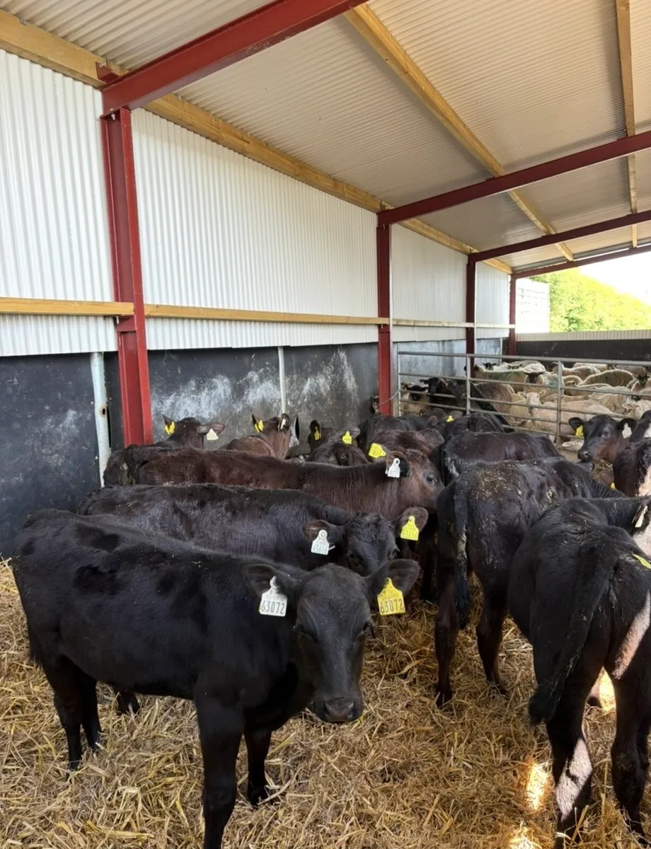 12 smashing 3 month old Angus heifers - Image 4
