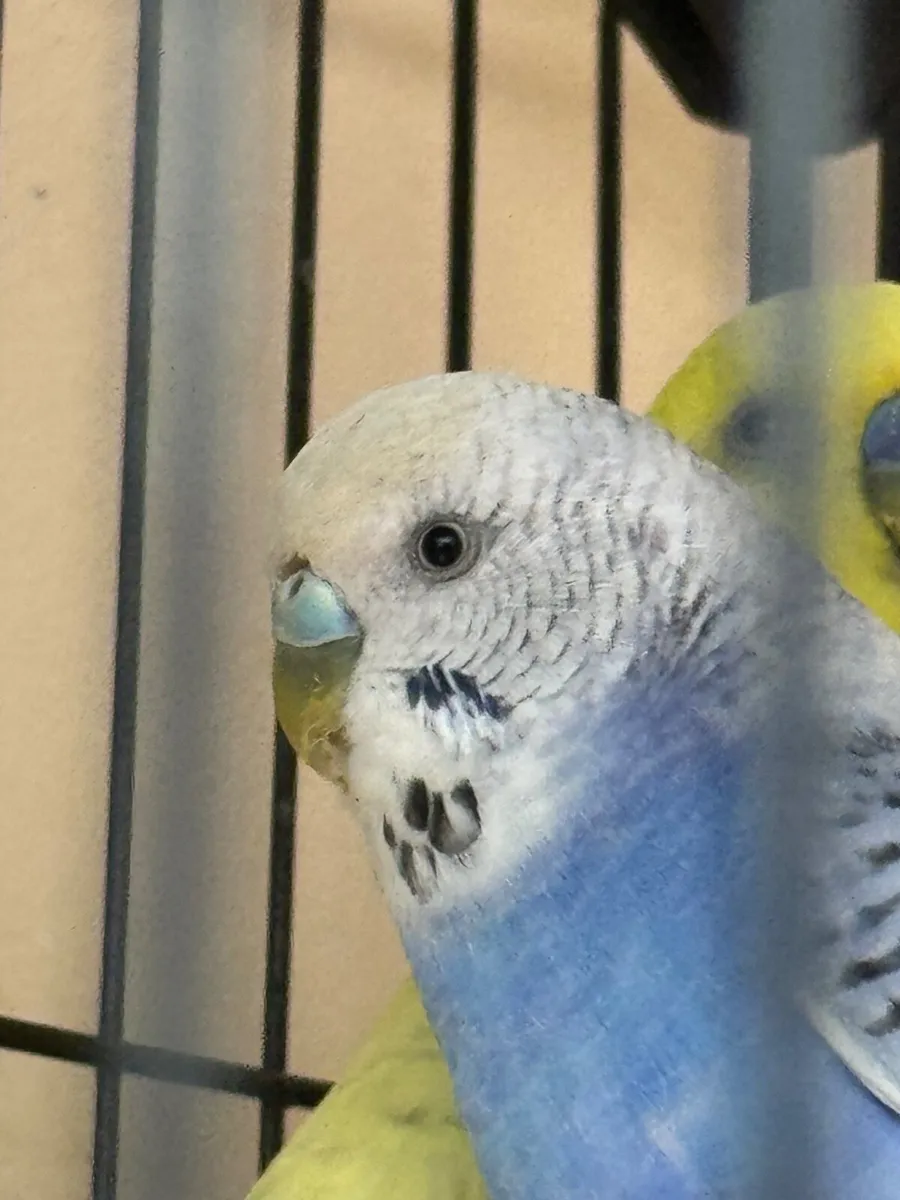 Two Budgies For Sale - Image 3