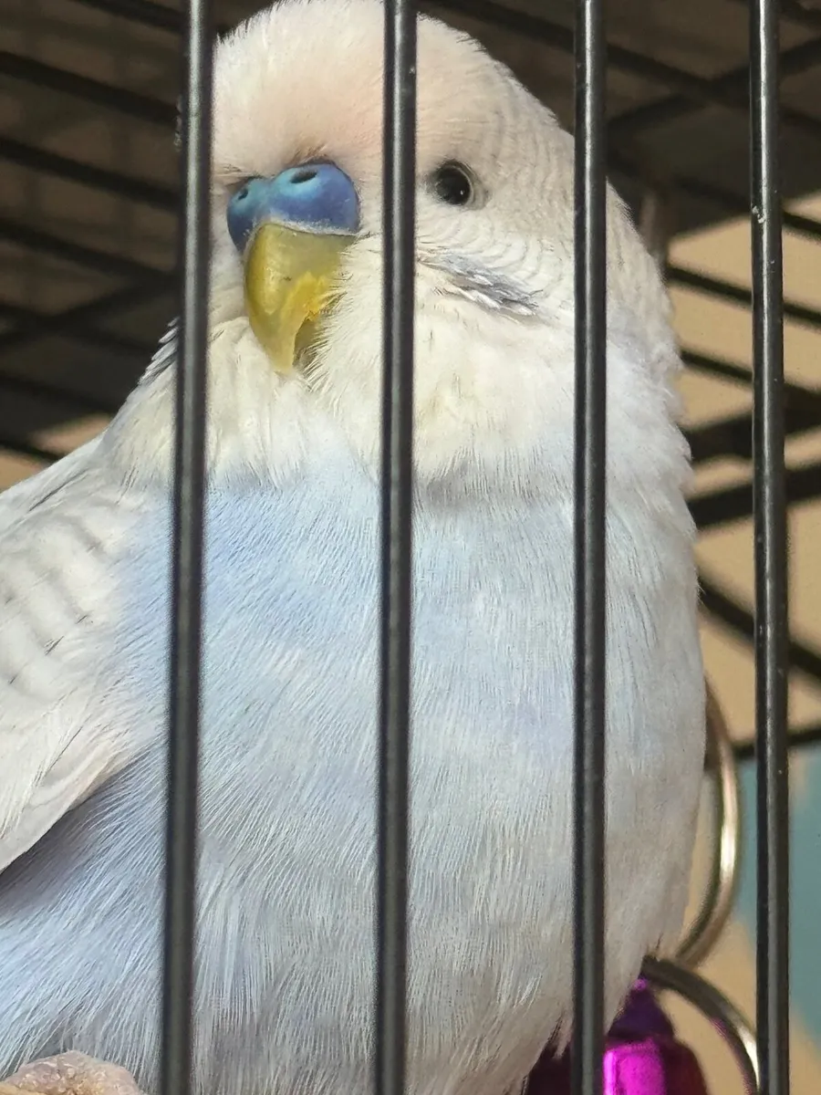 Two Budgies For Sale - Image 4