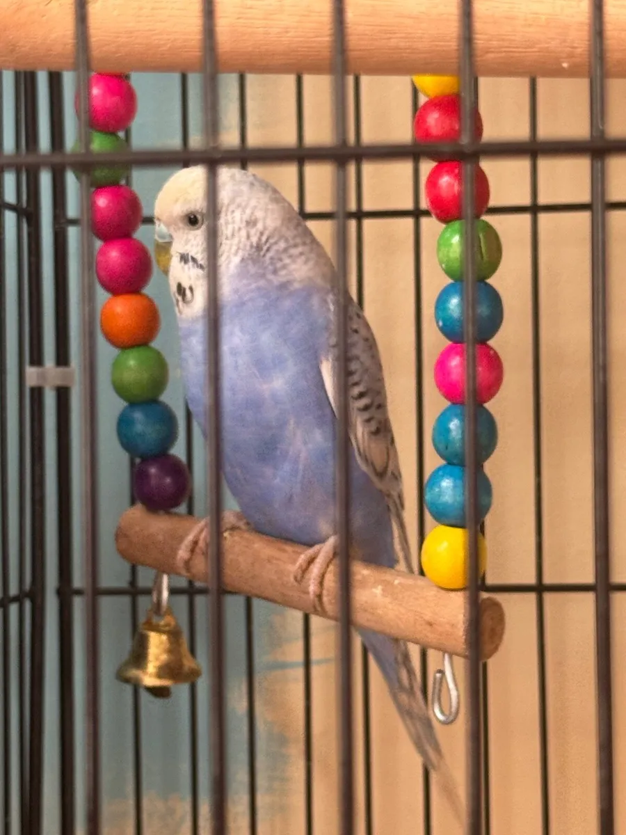 Two Budgies For Sale - Image 1
