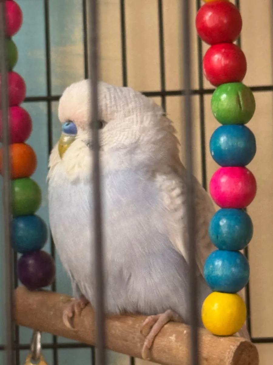 Two Budgies For Sale - Image 2