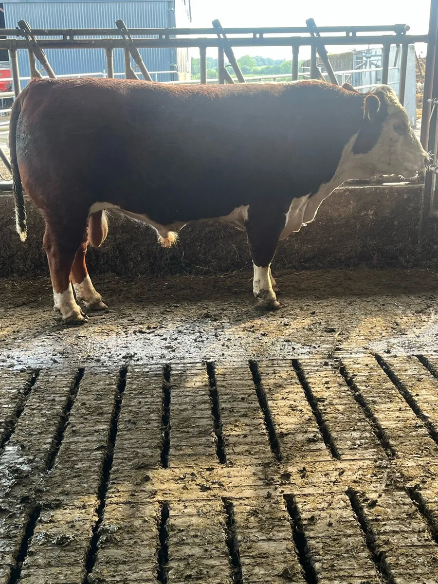 Hereford bull - Image 1