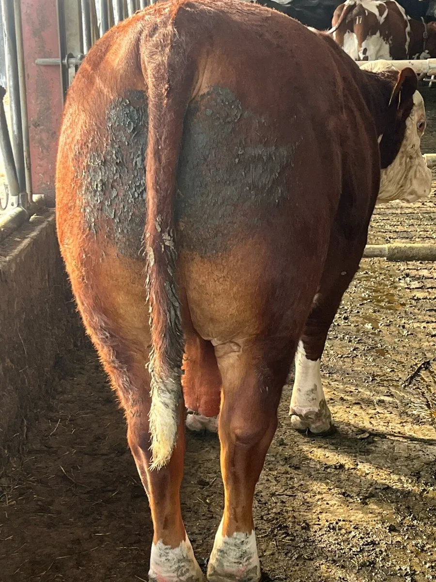 Hereford bull - Image 2