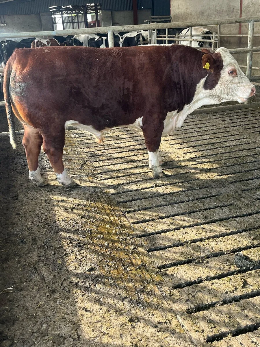 Hereford bull - Image 3