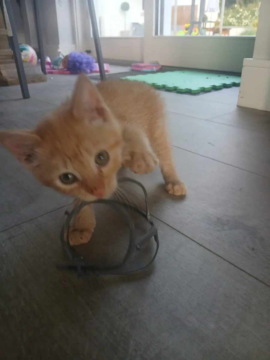 Kitten - Image 1