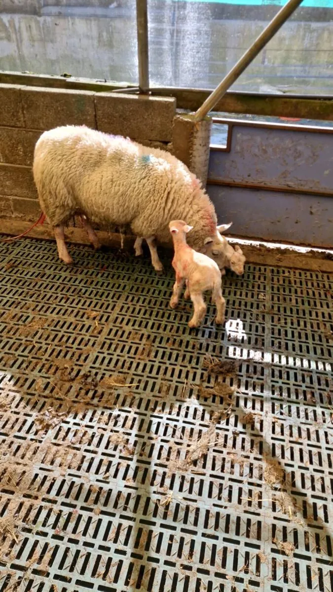 ***Lamb wanted/ foster ewe available ***