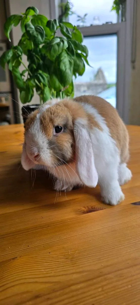 Miniature Lop Rabbits ( 2 remaining) - Image 1