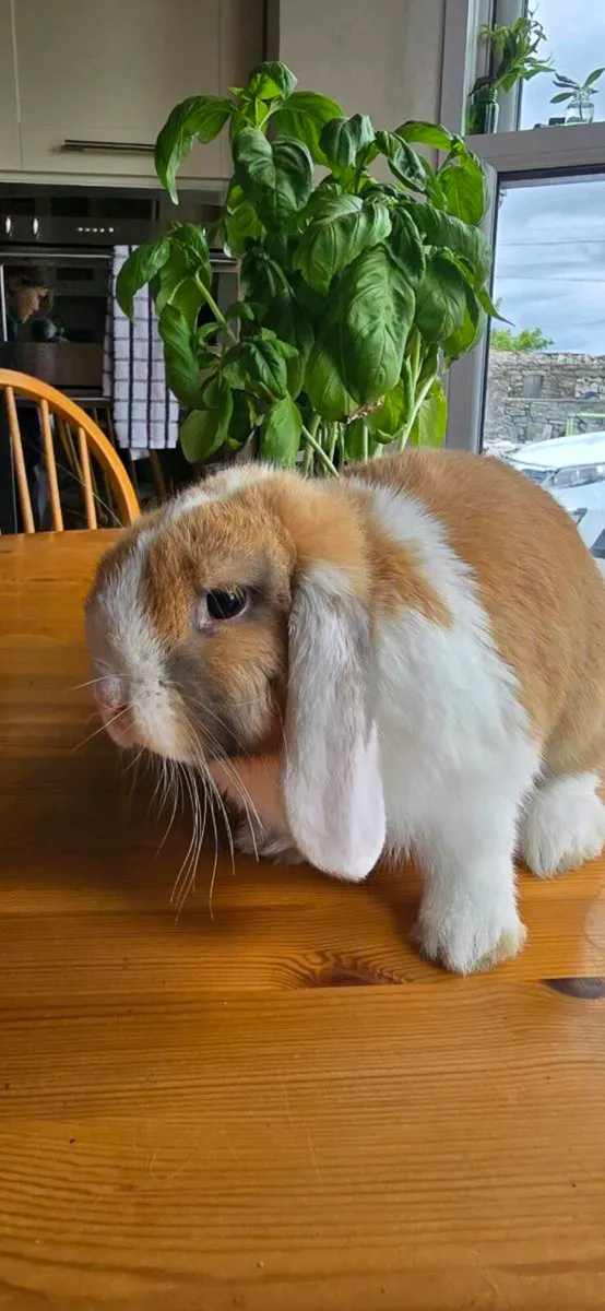 Miniature Lop Rabbits ( 2 remaining) - Image 2
