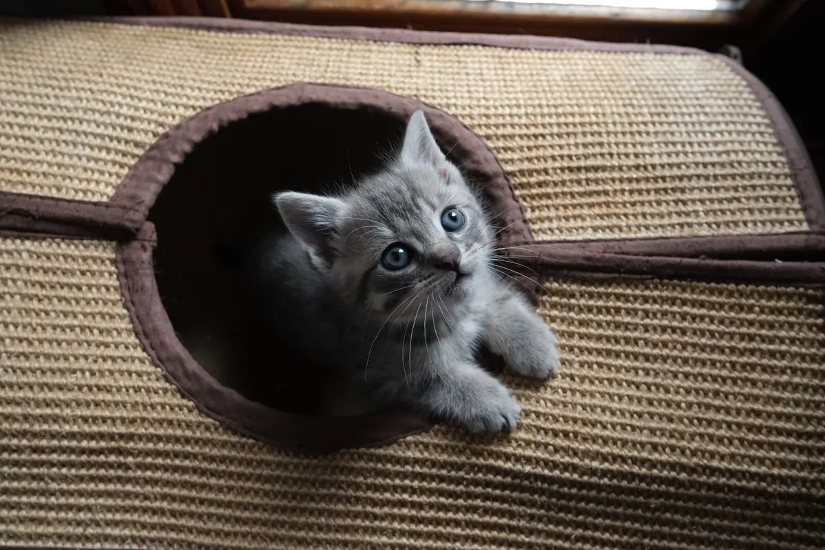 Grey tabby kitten