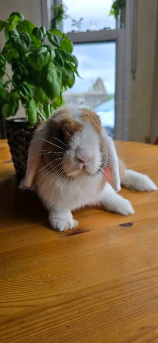 Miniature Lop Rabbits ( 2 remaining) - Image 3