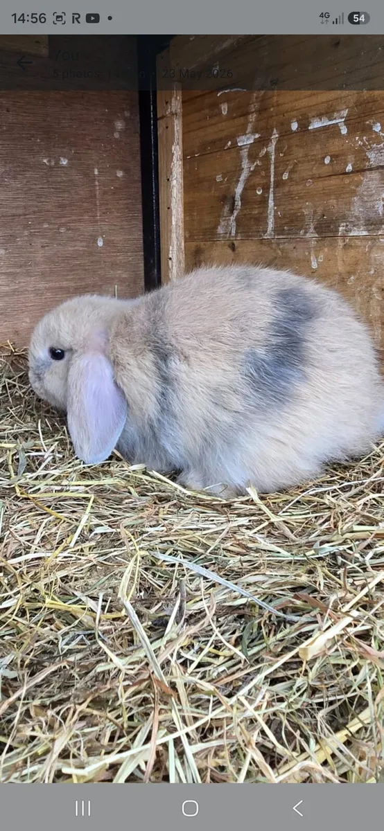 Miniature Lop Rabbits ( 2 remaining) - Image 4