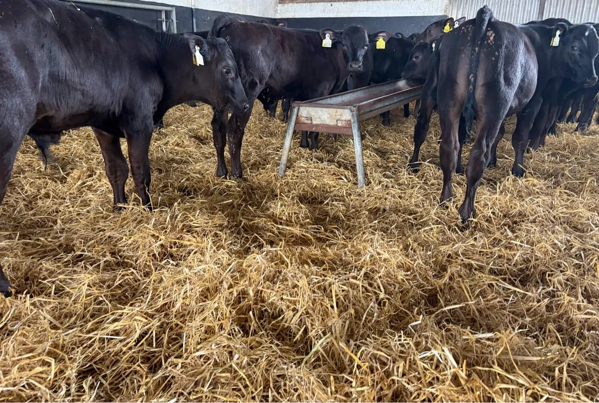 AA Bulls READY FOR GRASS - Image 1