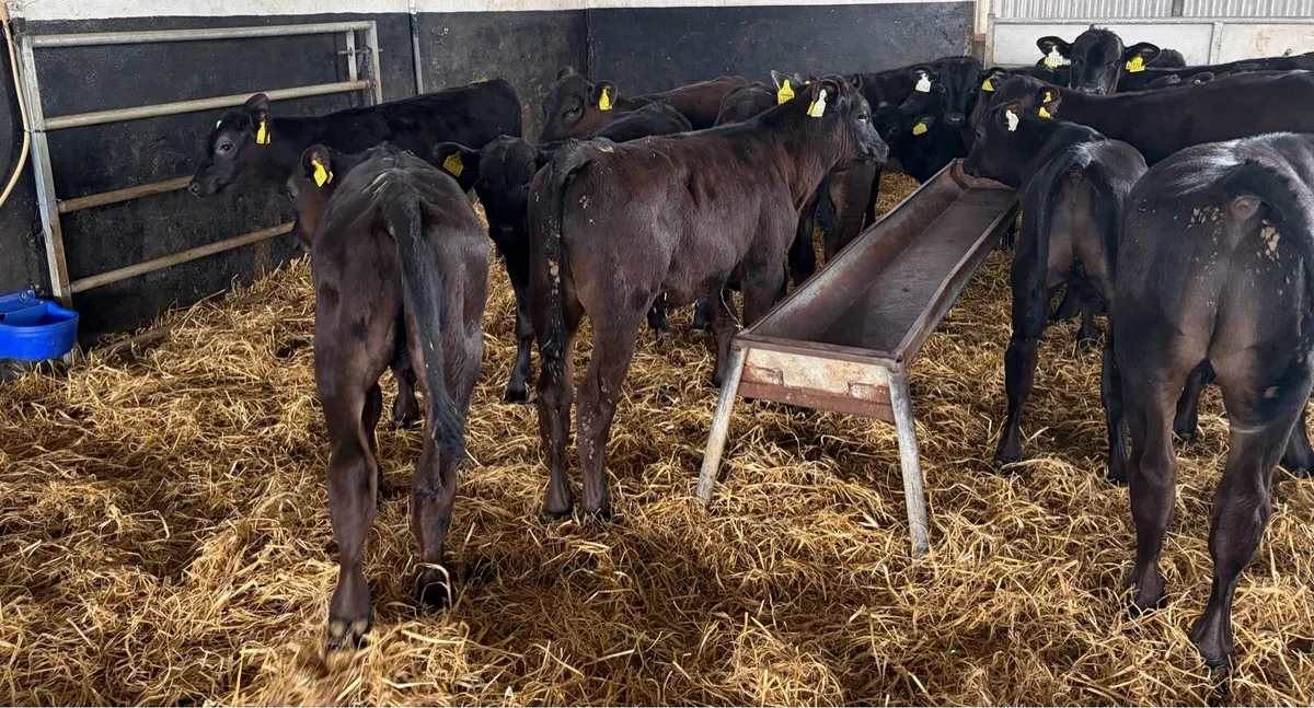 AA Bulls READY FOR GRASS - Image 2