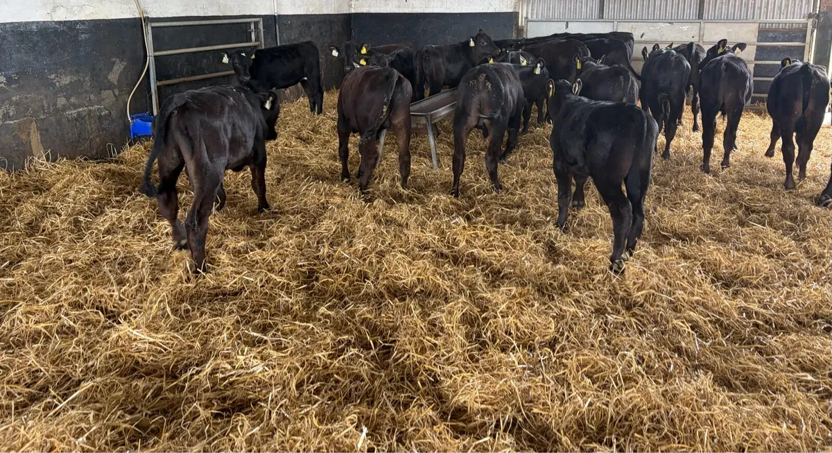 AA Bulls READY FOR GRASS - Image 4