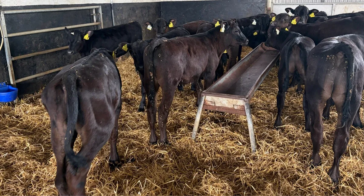 AA Bulls READY FOR GRASS - Image 3