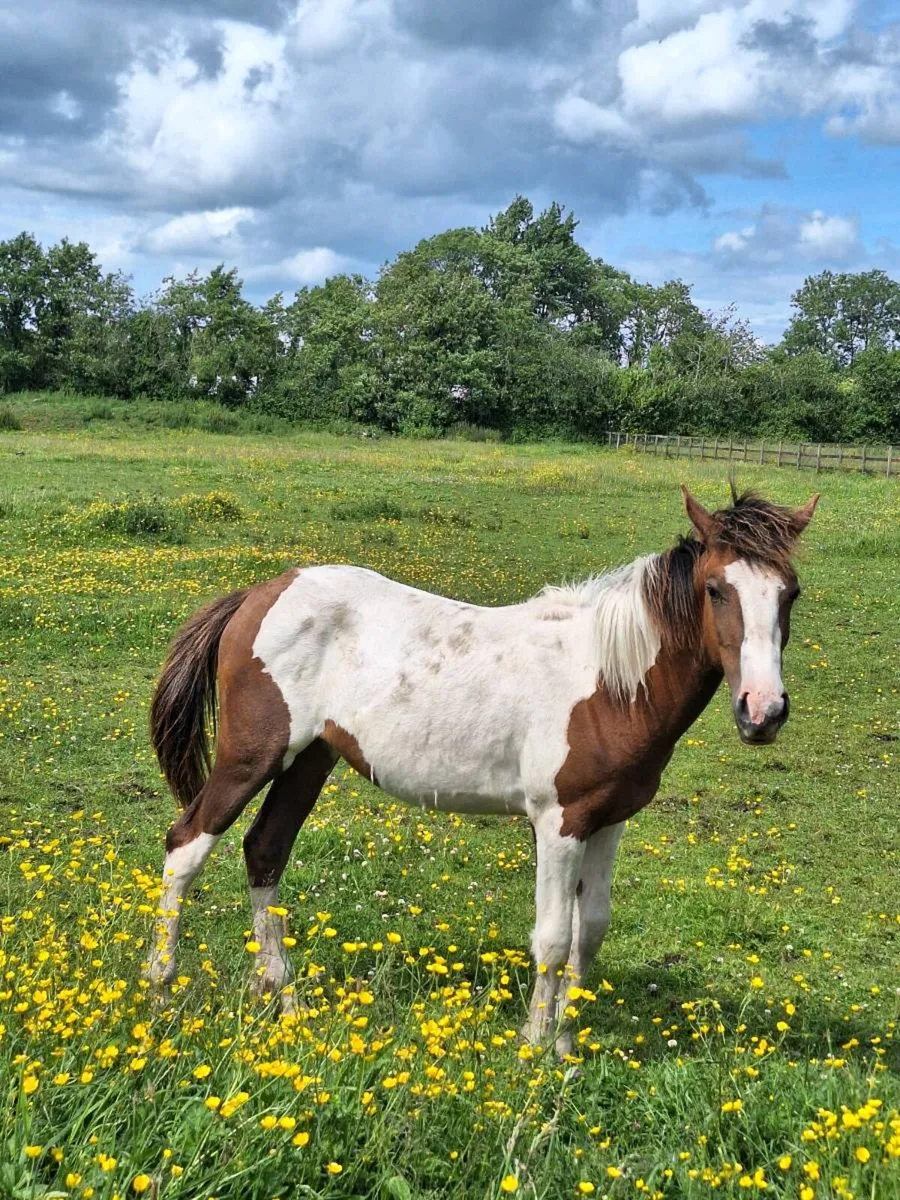 11 month old sports horse filly - Image 2