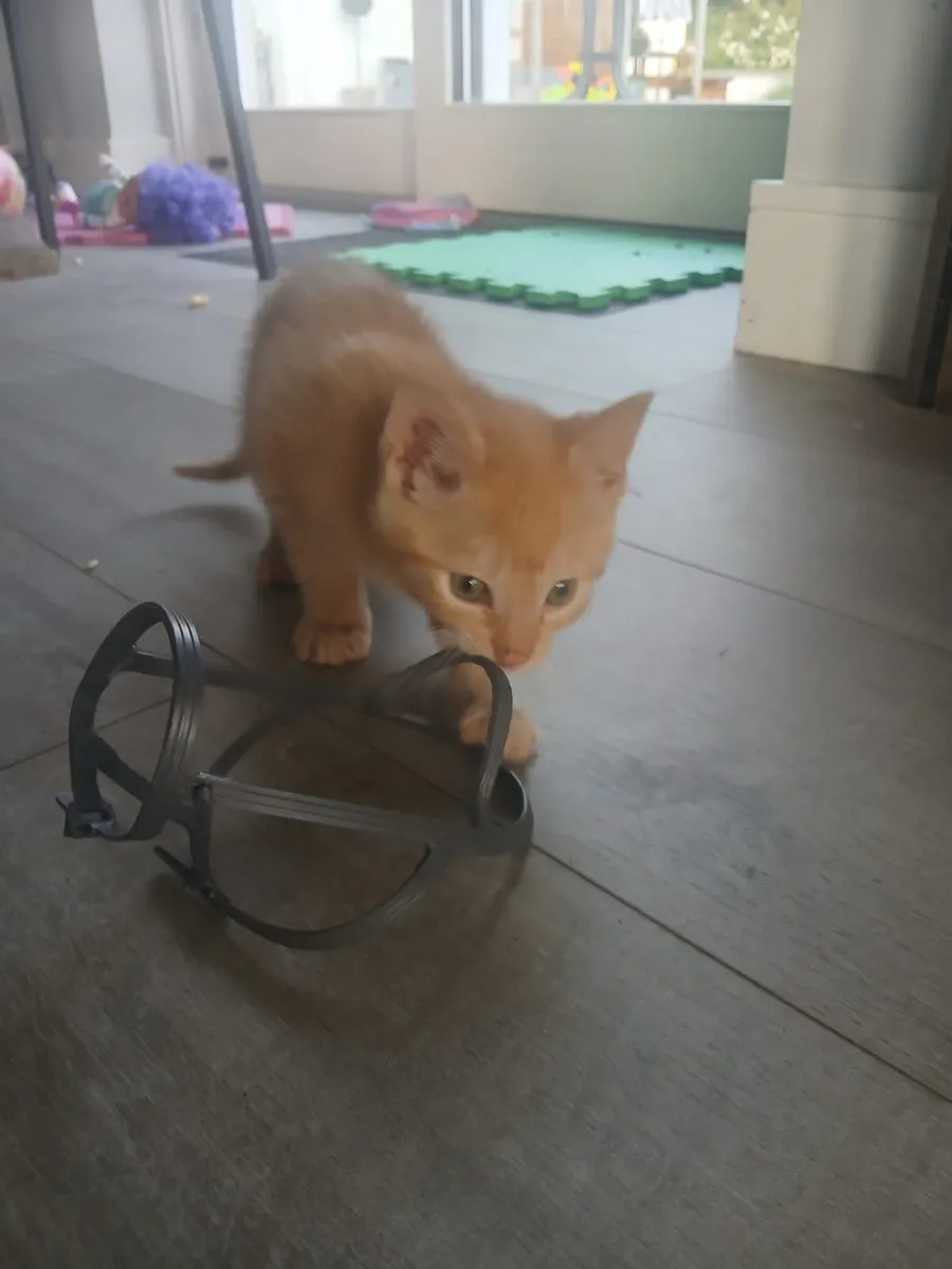 Kitten - Image 2