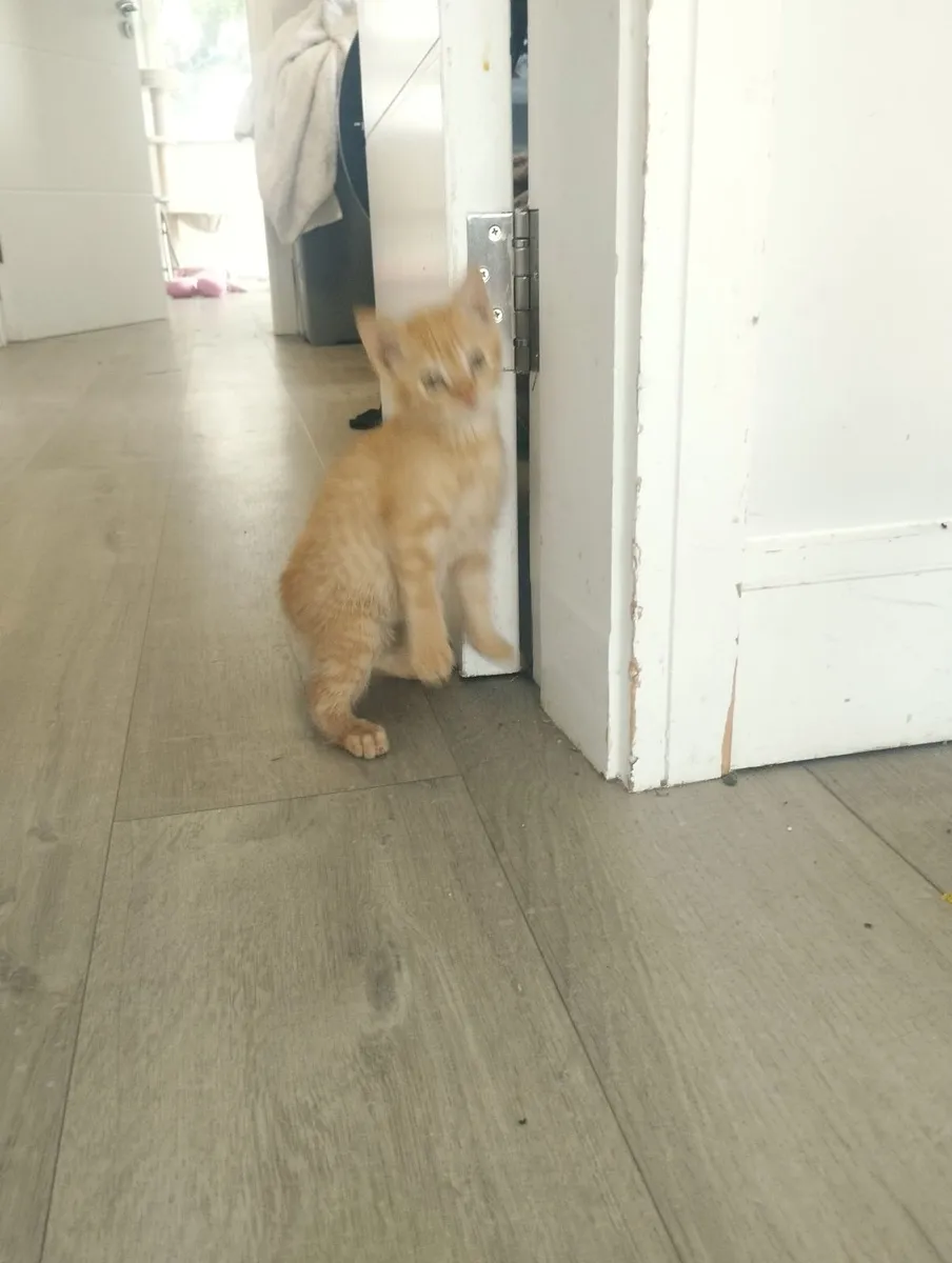 Kitten - Image 3