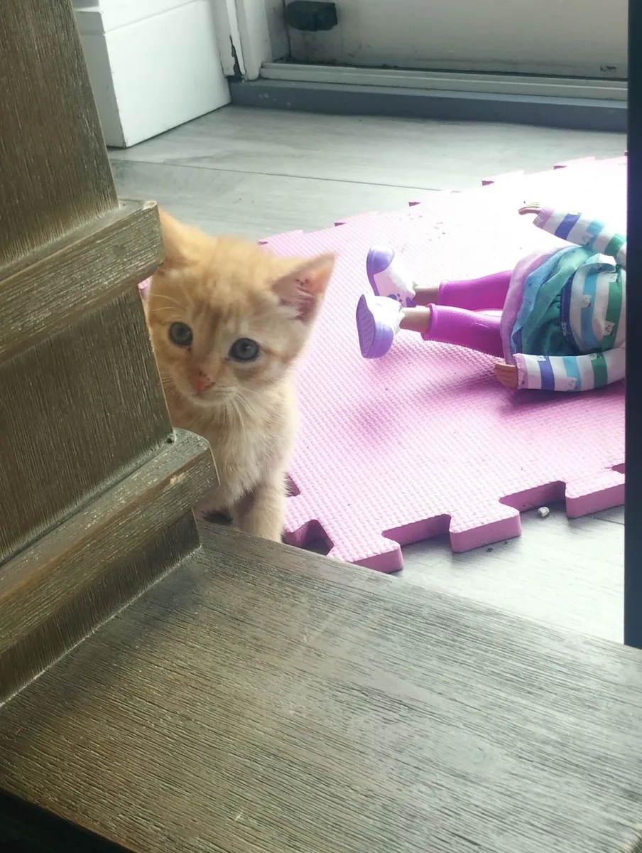 Kitten - Image 4