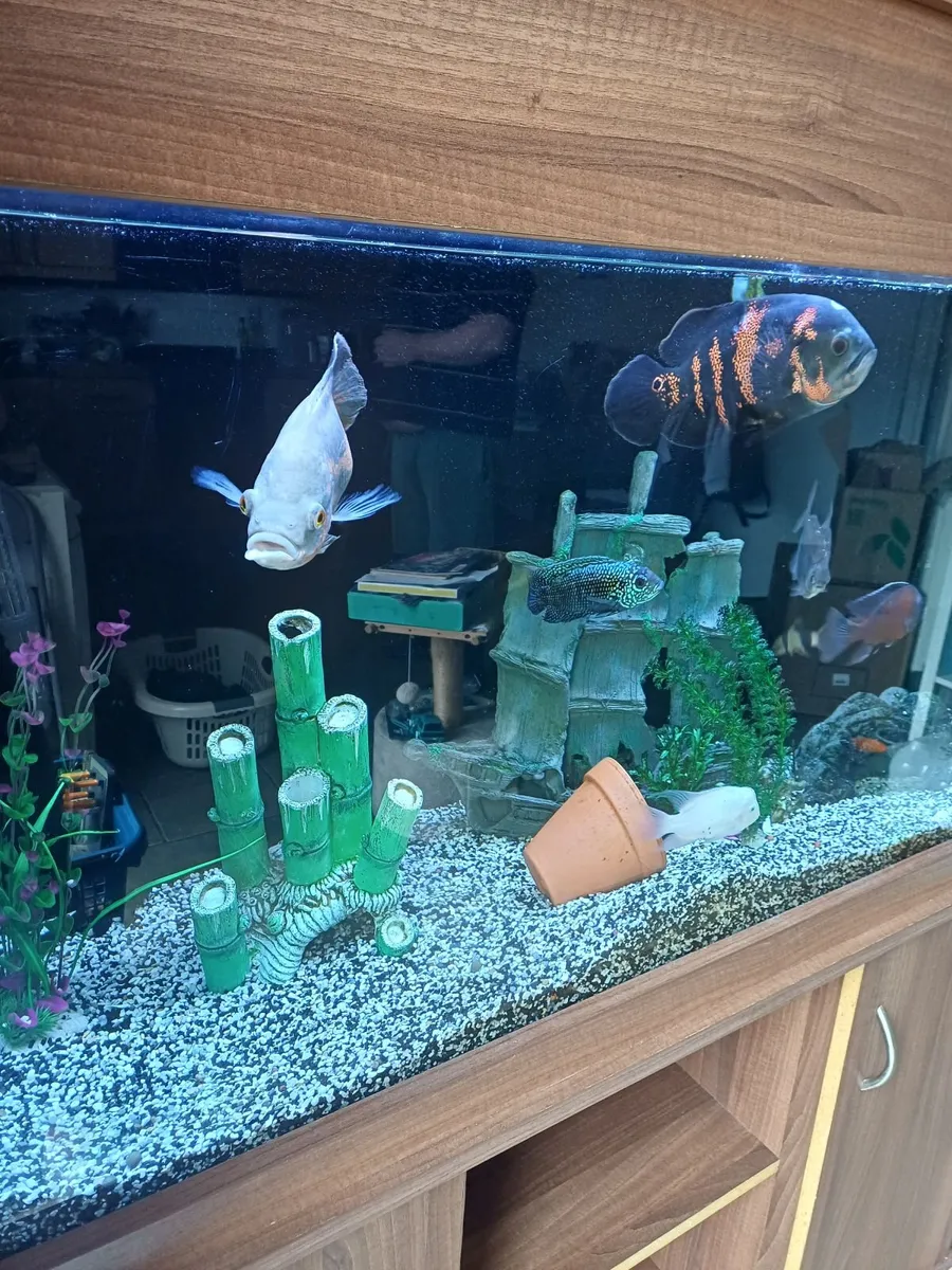 Fish tank - Image 3