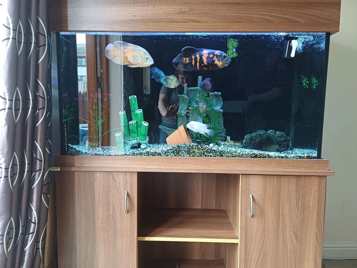 Fish tank - Image 2