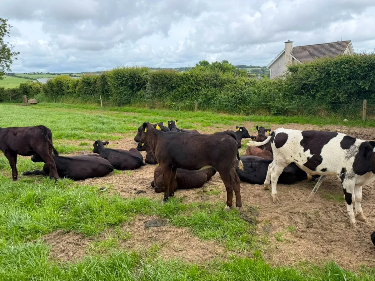 100  AA reared Calves Bandon 8th June - Image 3