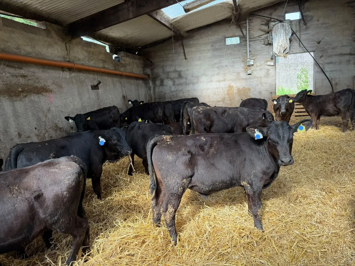 100  AA reared Calves Bandon 8th June - Image 4