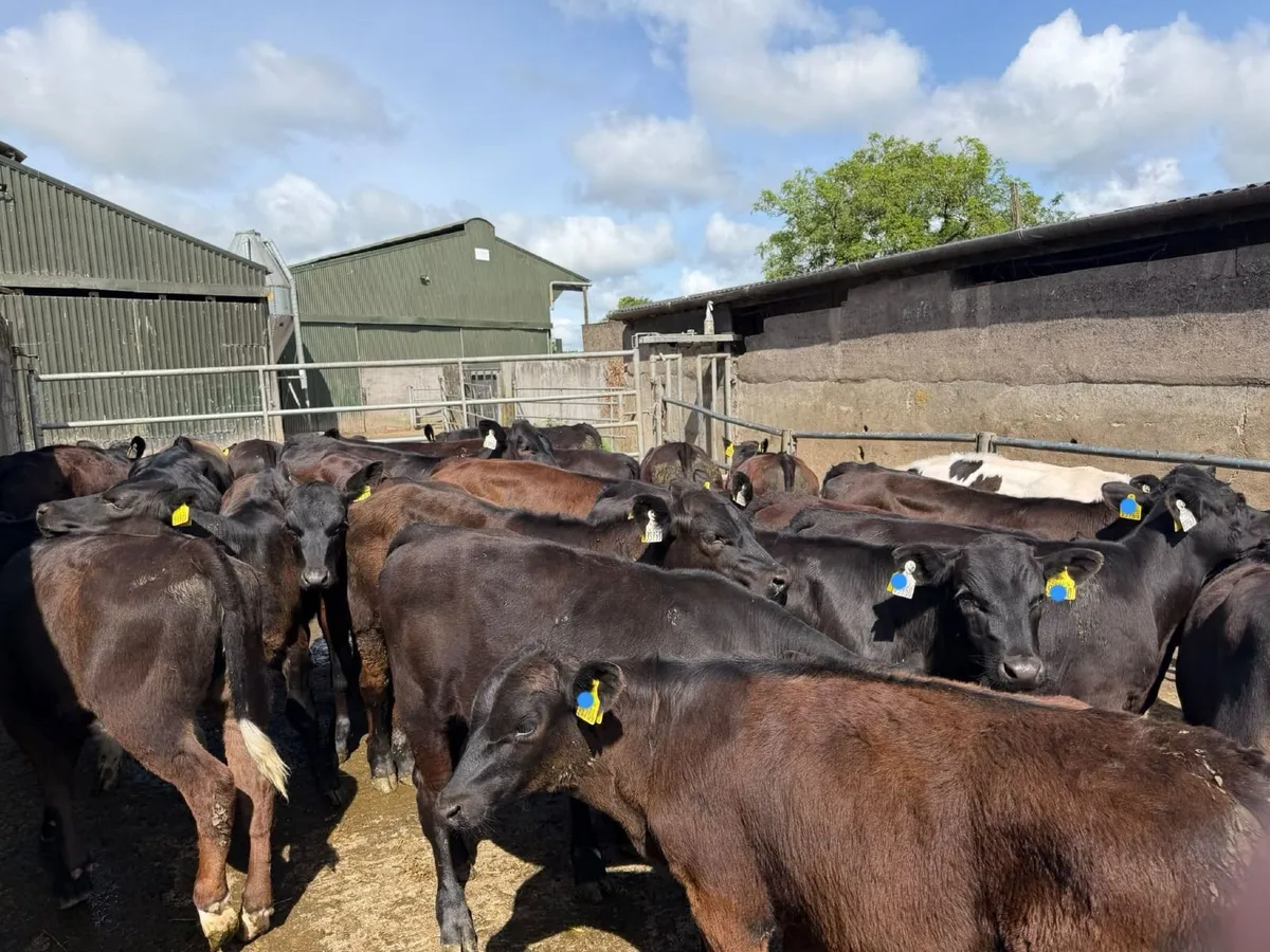 100  AA reared Calves Bandon 8th June - Image 2