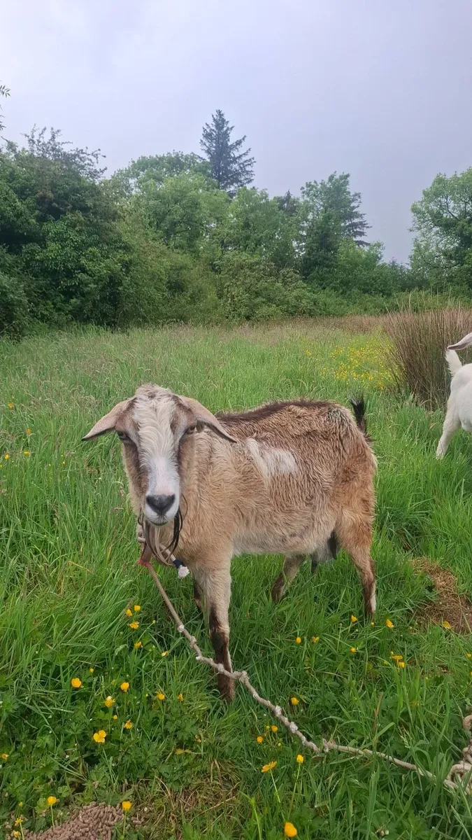 Goat - Image 2