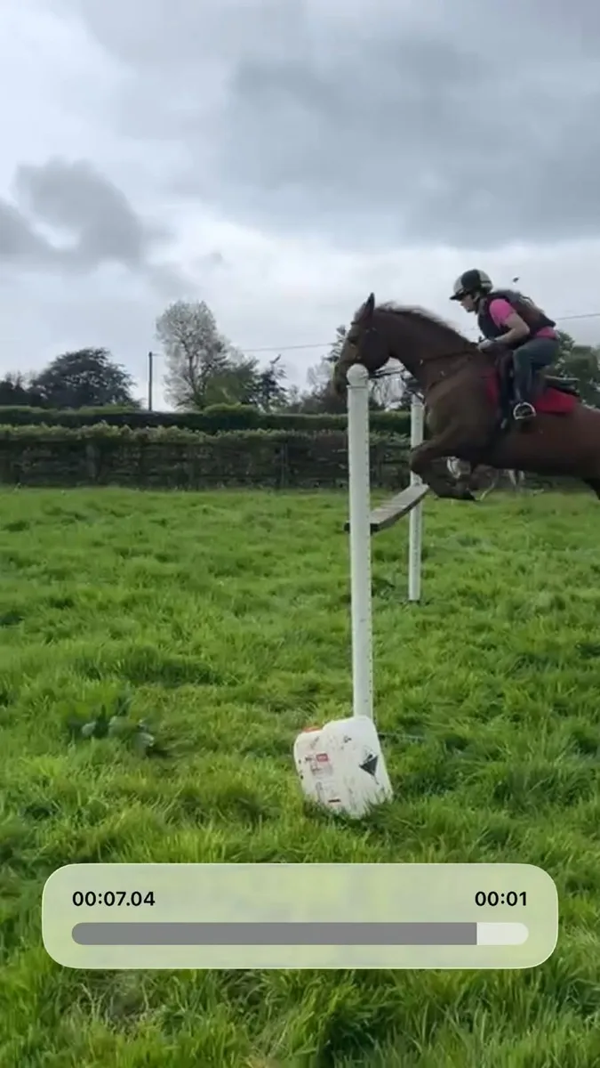 15.2  10 year old Horse - Image 1