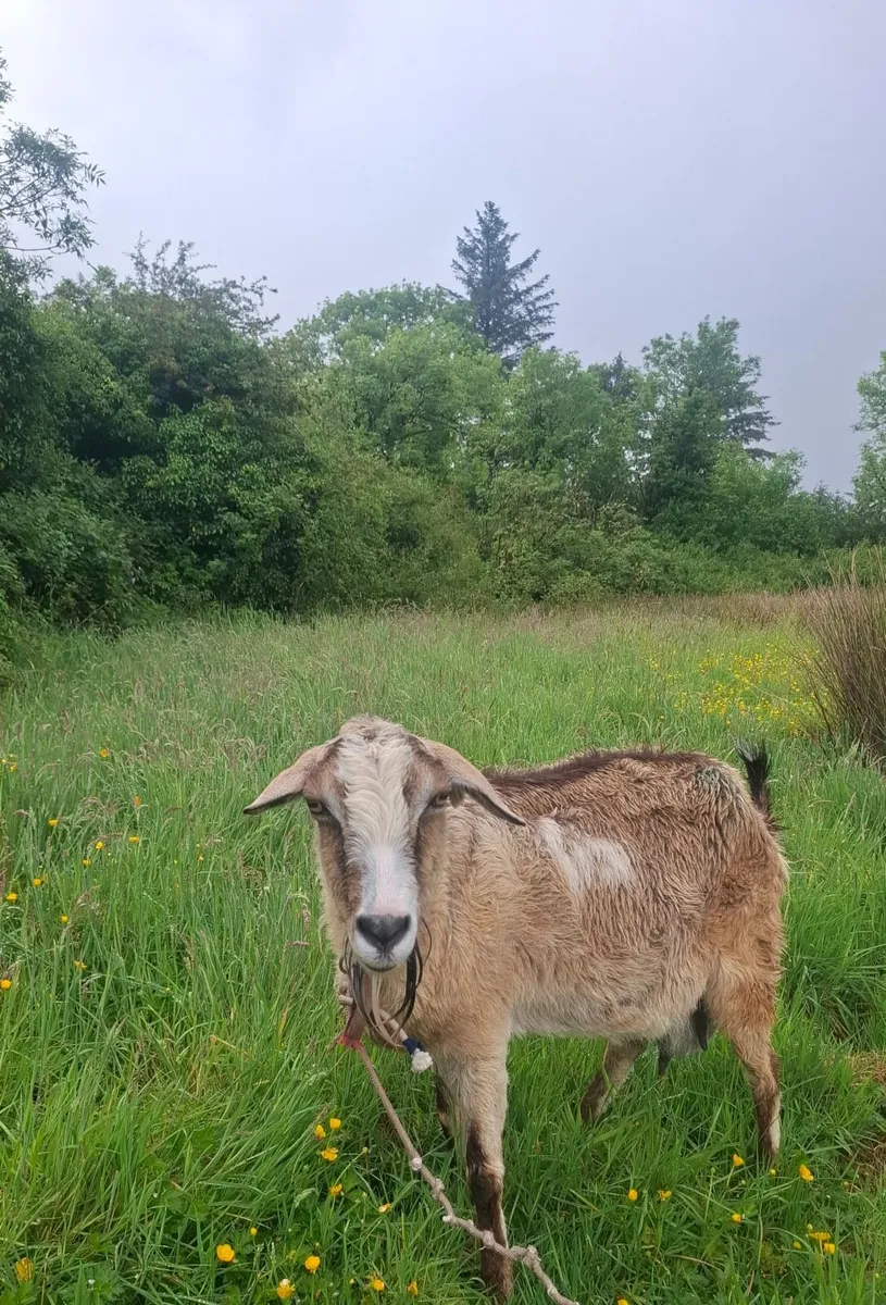 Goat - Image 1