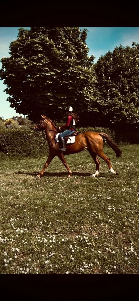 15.2  10 year old Horse - Image 2