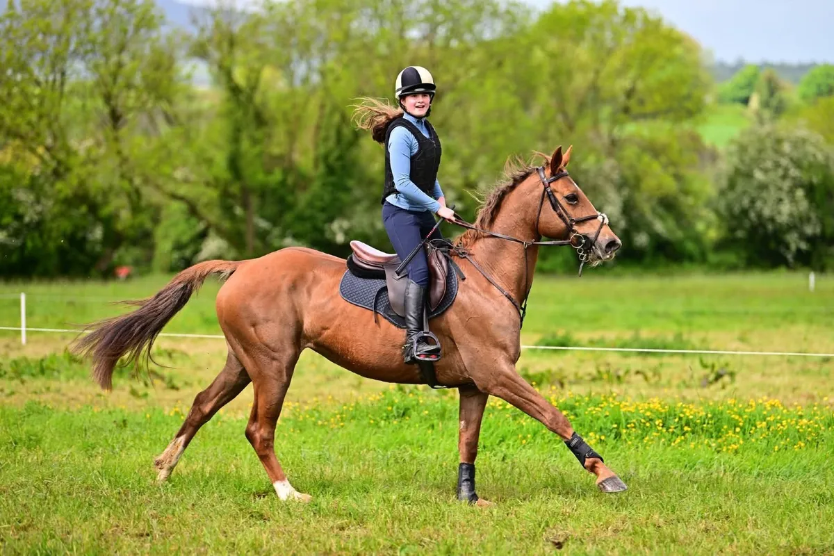 15.2  10 year old Horse - Image 4