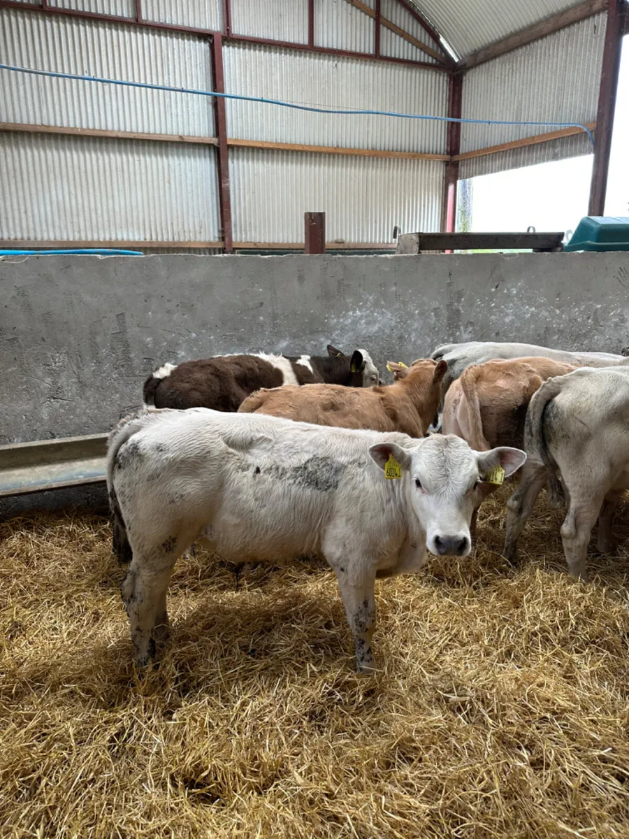 Charolais bulls - Image 1