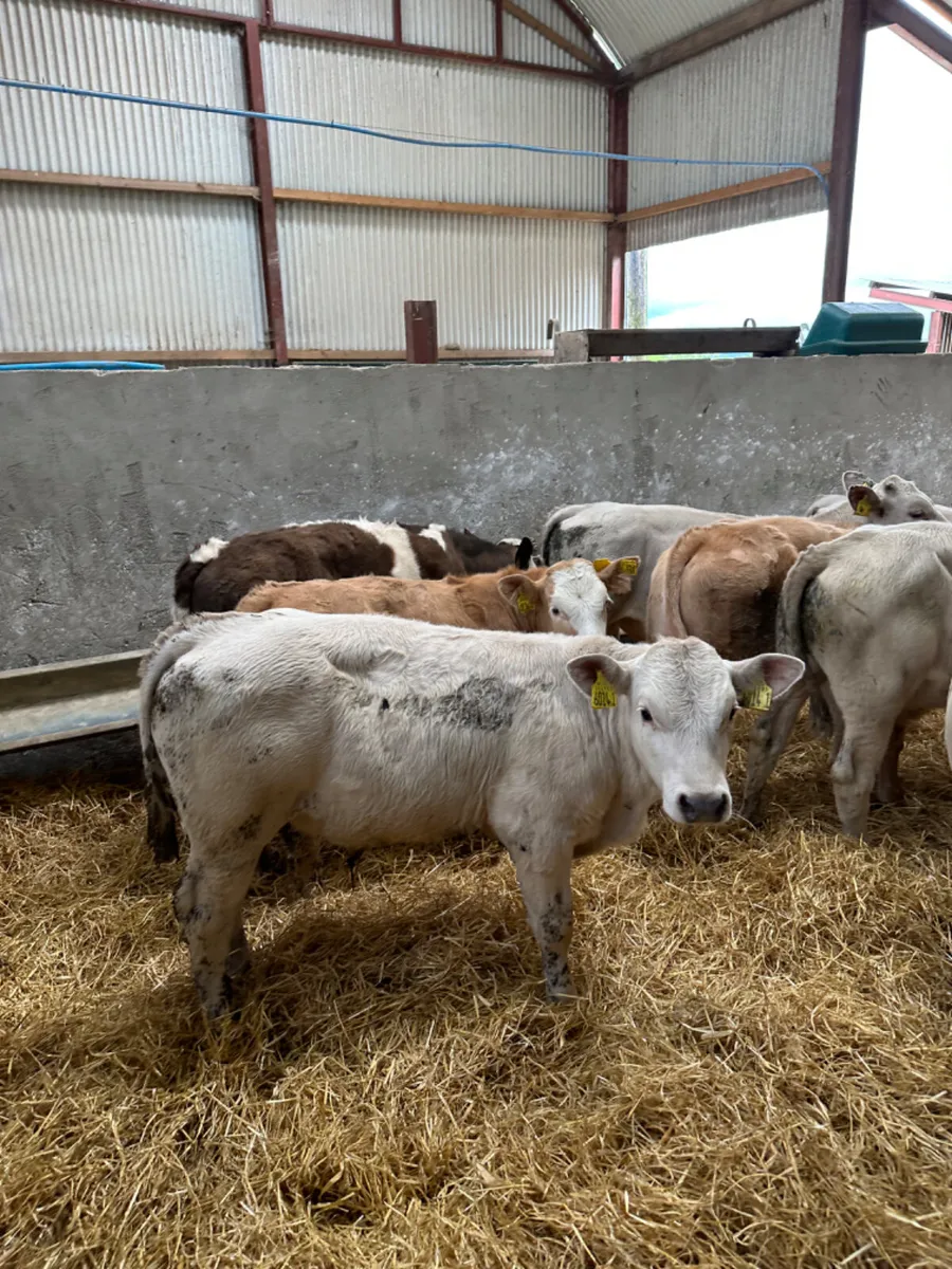 Charolais bulls - Image 2