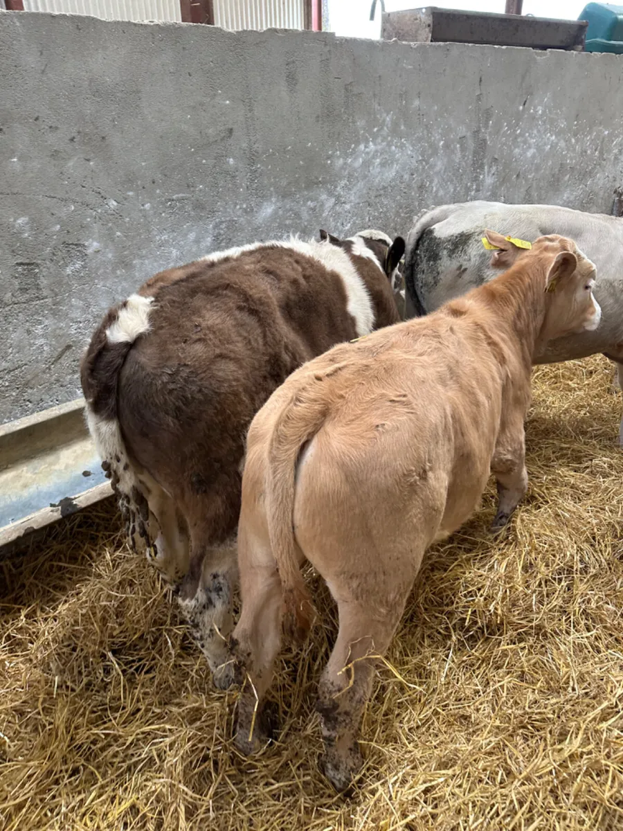 Charolais bulls - Image 3