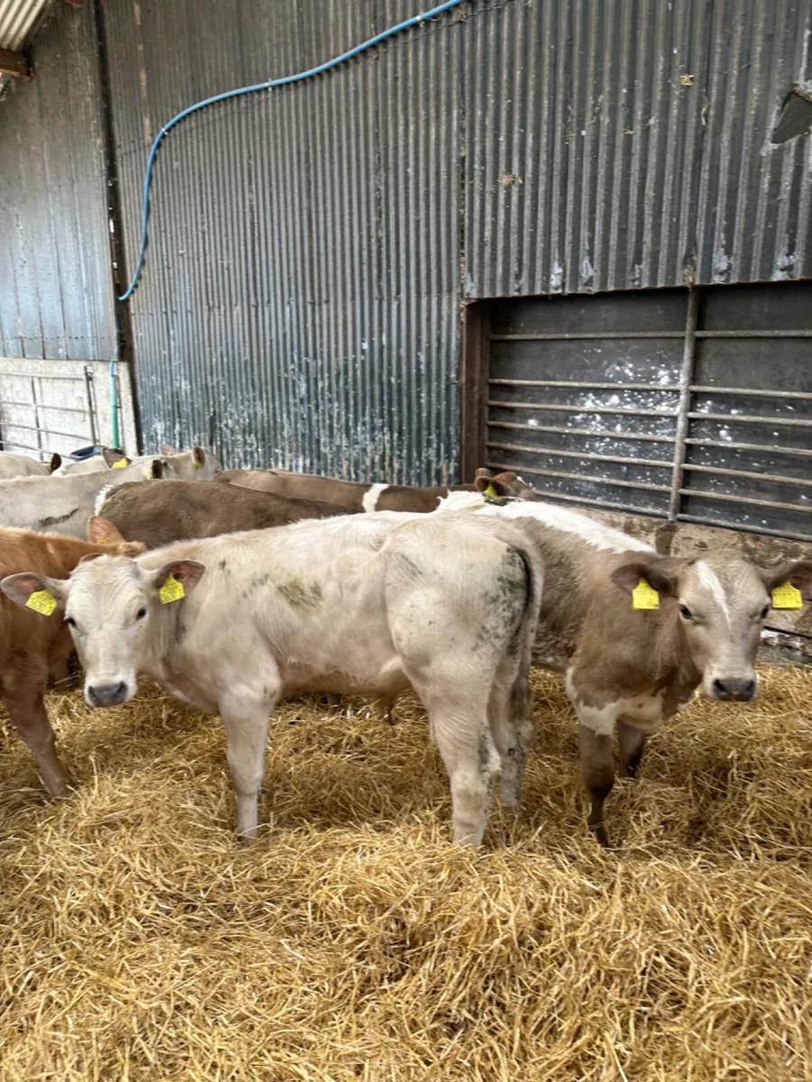 Charolais bulls - Image 4