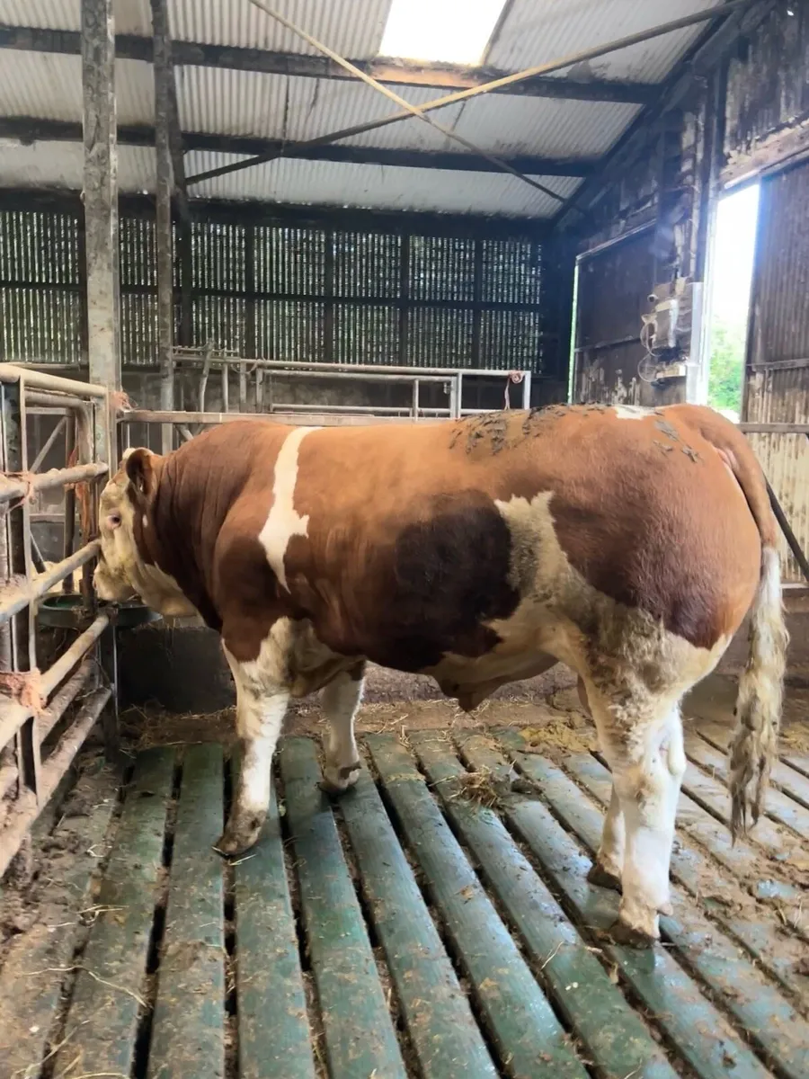 Pedigree Simmental Bull - Image 3